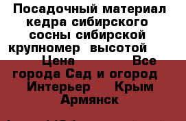 Посадочный материал кедра сибирского (сосны сибирской) крупномер, высотой 3-3.5  › Цена ­ 19 800 - Все города Сад и огород » Интерьер   . Крым,Армянск